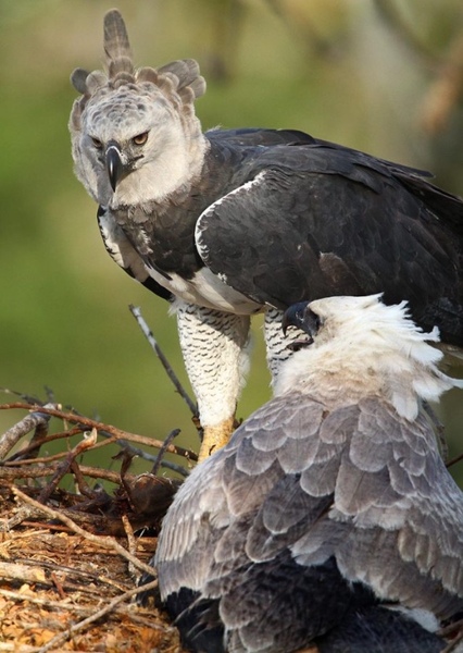 Harpy eagle photo