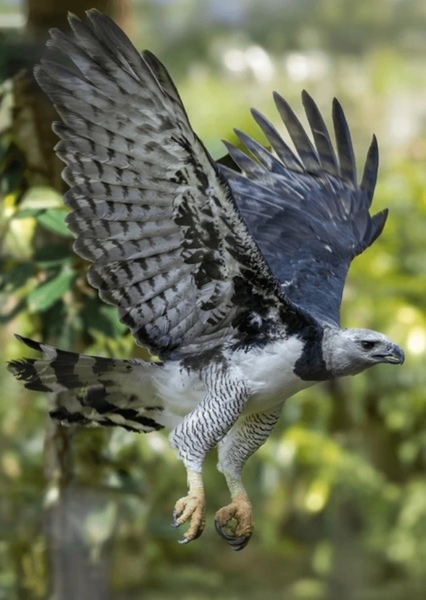 Harpy eagle photo