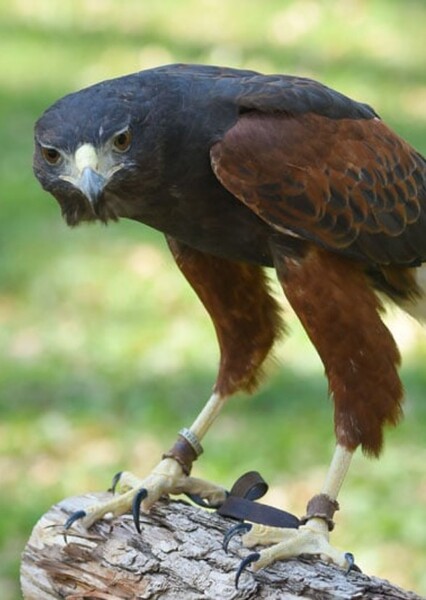 Harris's Hawk photo