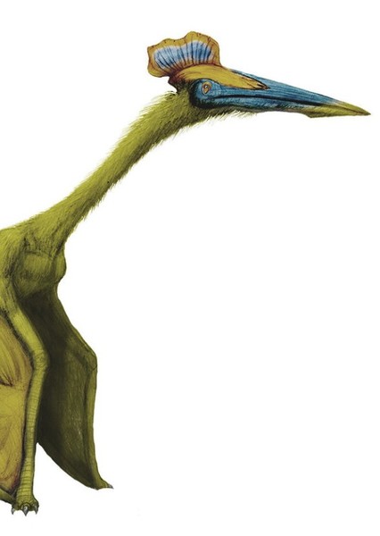 Hatzegopteryx photo