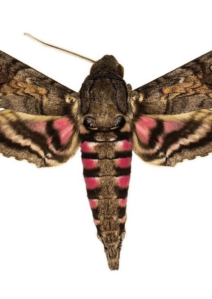 Hawk Moth