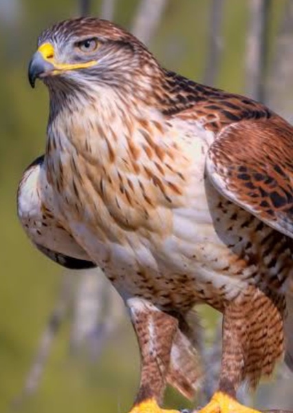 Hawk sound effects