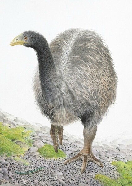 Heavy-Footed Moa