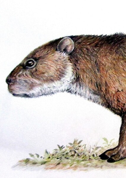 Hegetotherium