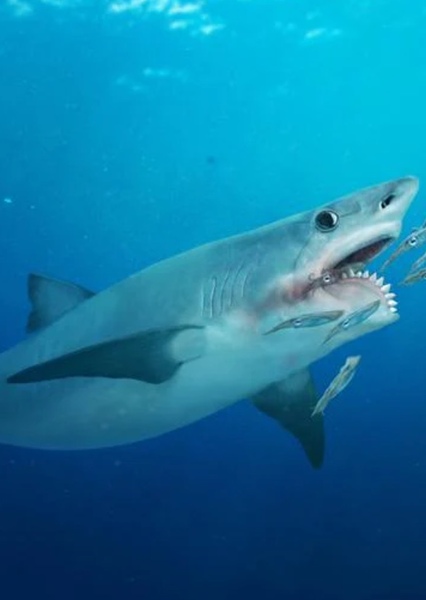 Helicoprion photo
