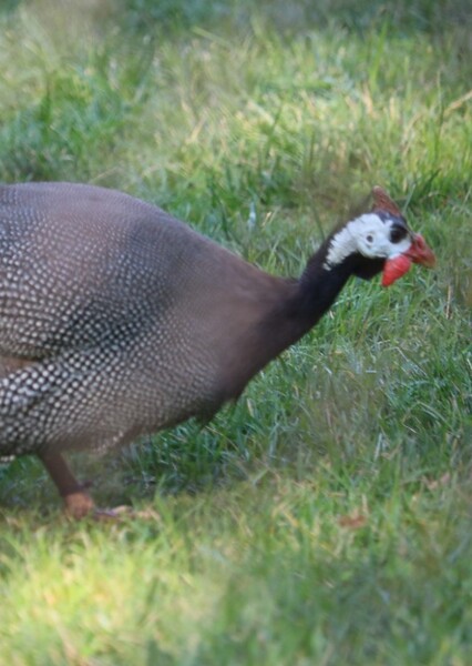 Helmeted Guineafowl