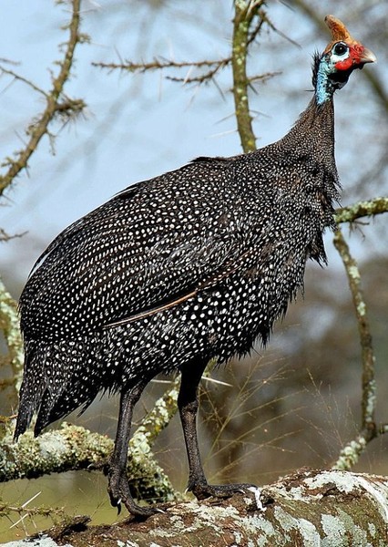 Helmeted Guineafowl