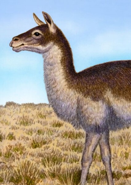 Hemiauchenia