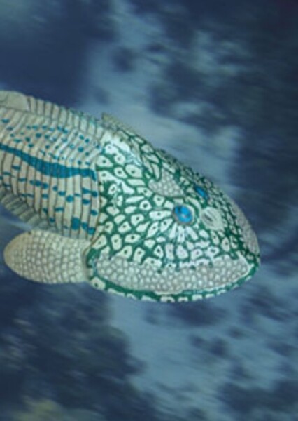 Hemicyclaspis photo