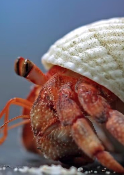 Hermit Crab