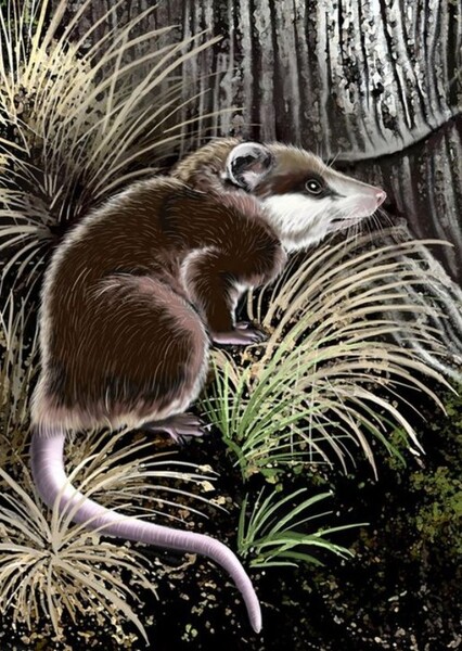 Herpetotherium