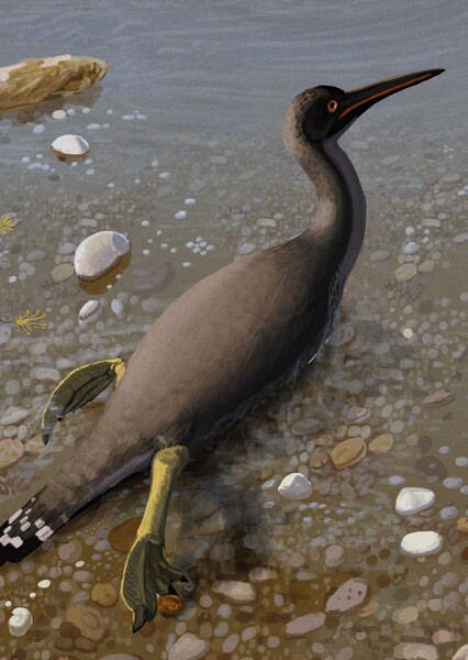 Hesperornis photo