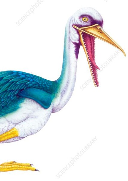 Hesperornis photo