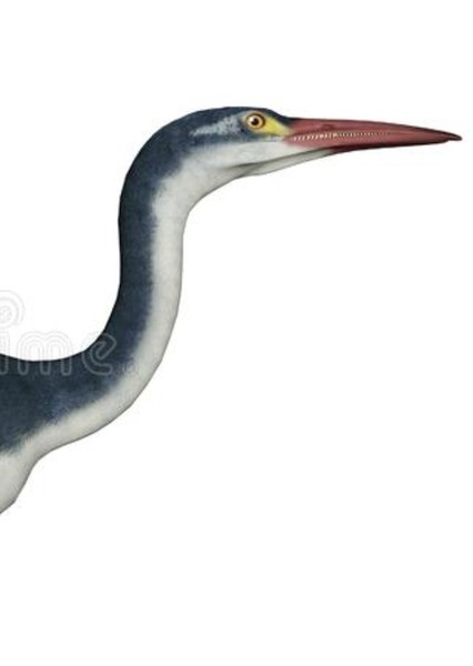 Hesperornis photo