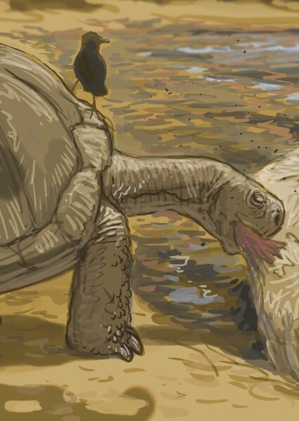 Hesperotestudo