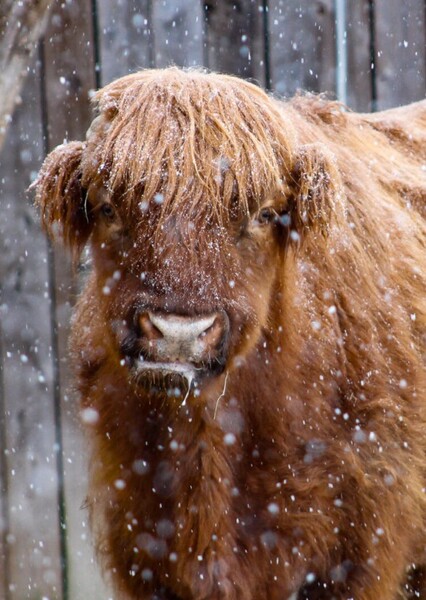 Highland Cattle photo