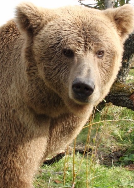 Himalayan Brown Bear photo