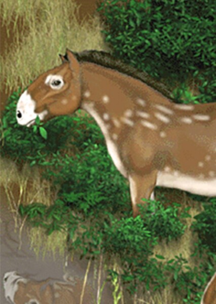 Hippidion