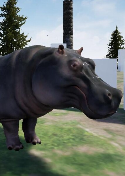 Hippopotamus photo
