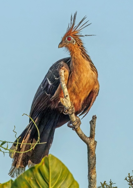 Hoatzin