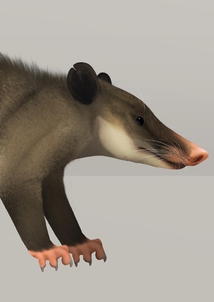 Hog-Nosed Opossum