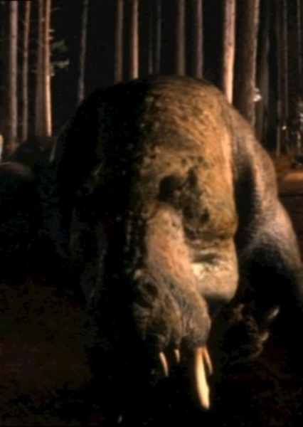 Hollywoodedge, Alligator Snorts Chu AT064101 photo