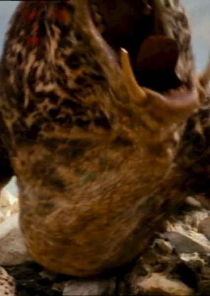 Hollywoodedge, Bear Grizzly Roars Mu AT030401 photo