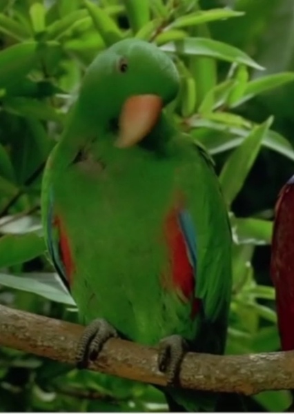 Hollywoodedge, Bird Parrot VariousS PE021301