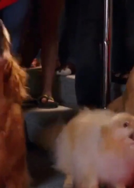 Hollywoodedge, Dog Retriever Barks AT022101