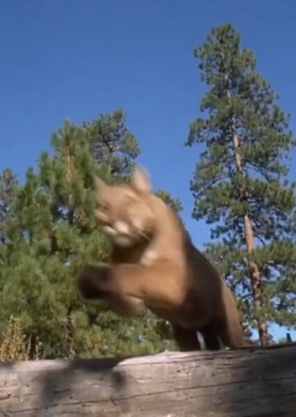 Hollywoodedge, Leopard Snarl Fast CU AT012201 photo
