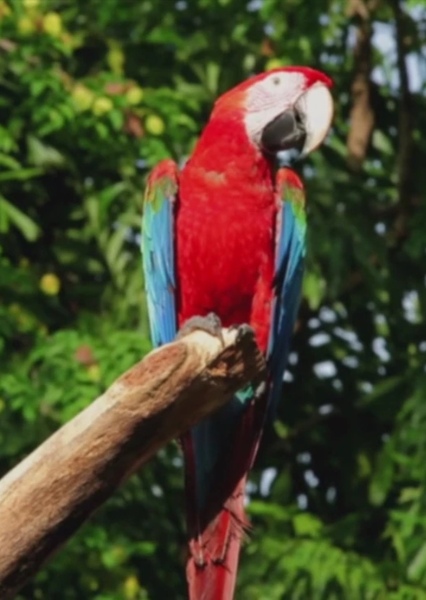 Hollywoodedge, Macaw Vocalizations AT074001