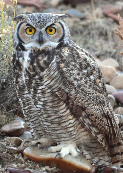 Hollywoodedge, Owl Great Horned Hoot AT083001