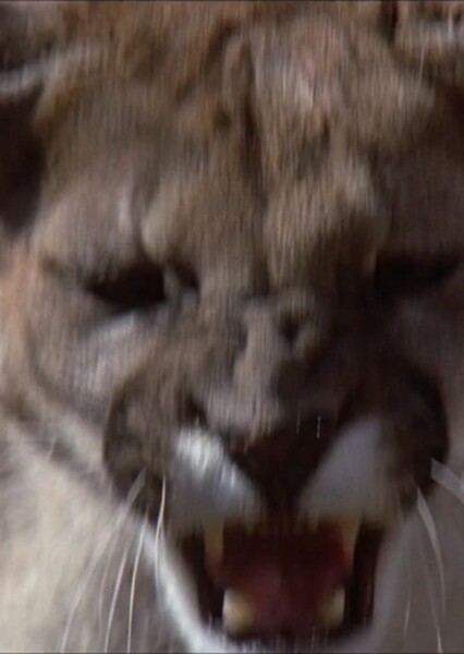 Hollywoodedge, Puma Cougar Roar Clas AT016701 photo