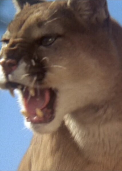 Hollywoodedge, Puma Cougar Roar Clas AT016701 photo