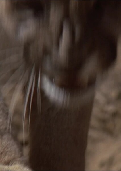 Hollywoodedge, Puma Cougar Roar Clas AT016801 photo