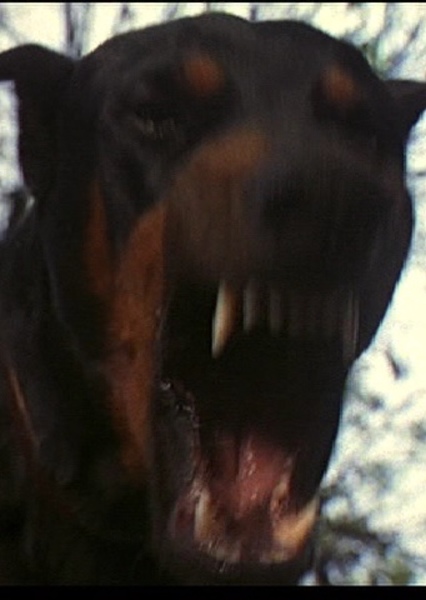 Hollywoodedge, Rottweiler Vicious B PE023601 photo