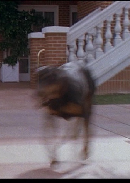 Hollywoodedge, Rottweiler Vicious B PE023601 photo