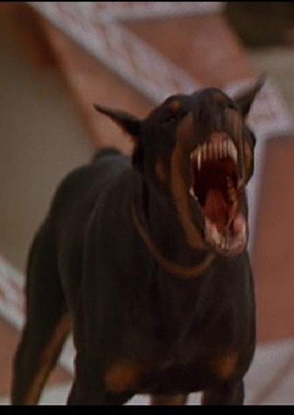 Hollywoodedge, Rottweiler Vicious B PE023601 photo