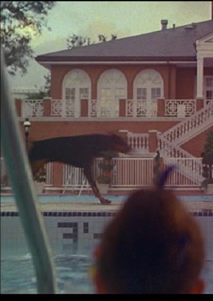 Hollywoodedge, Rottweiler Vicious B PE023601 photo