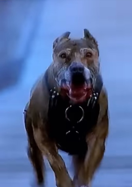 Hollywoodedge, Rottweiler Vicious B PE023601 photo