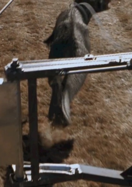 Hollywoodedge, Vulture Squawk Shril AT083601