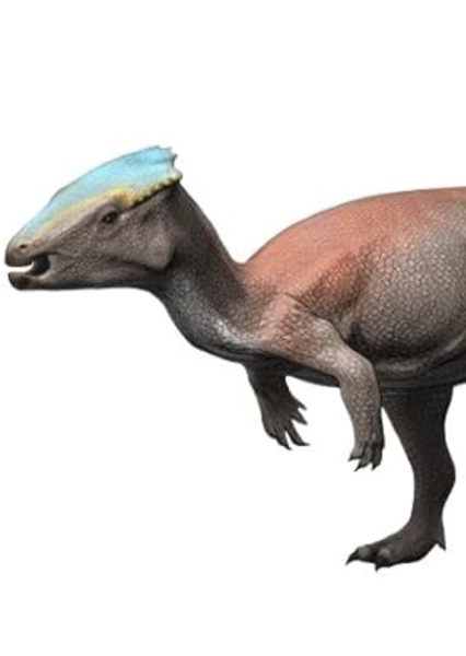 Homalocephale photo