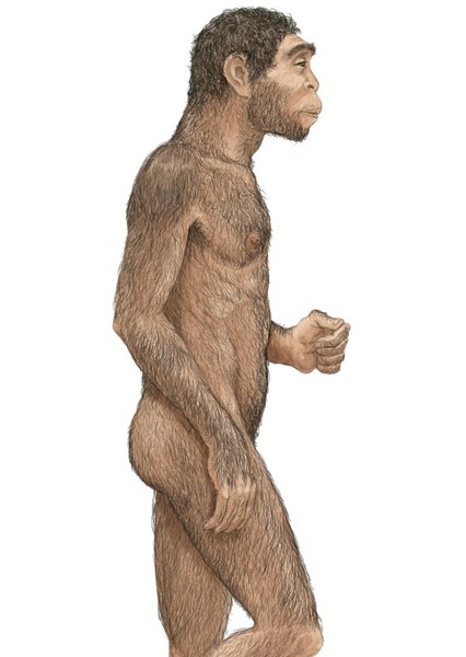 Homo erectus photo