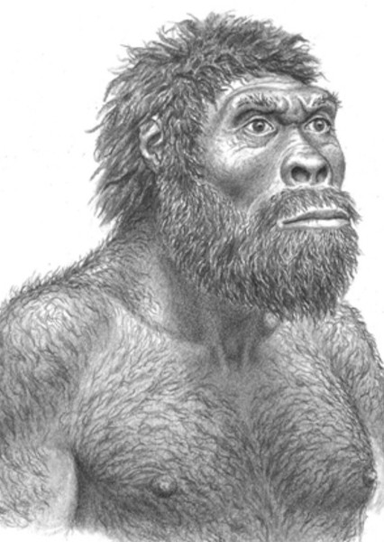 Homo erectus
