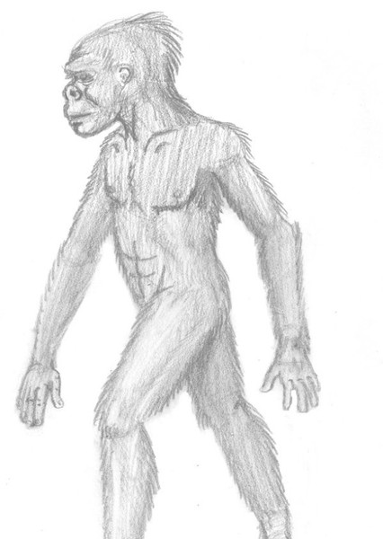 Homo erectus photo
