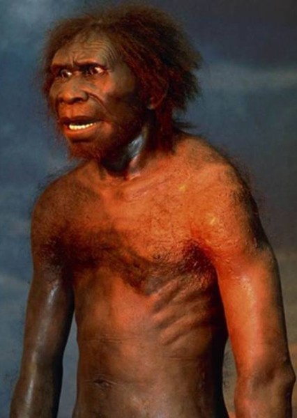 Homo erectus photo