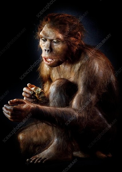Homo habilis photo