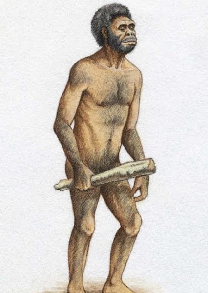 Homo habilis photo