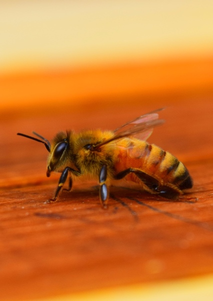 Honey Bee