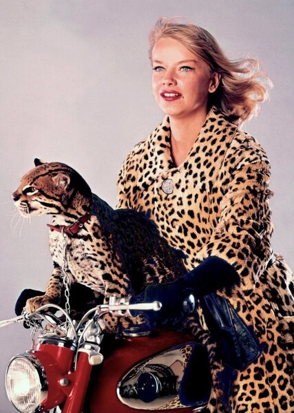 Honey West photo
